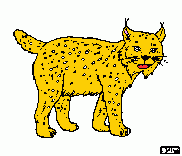 για ζωγραφικήmau