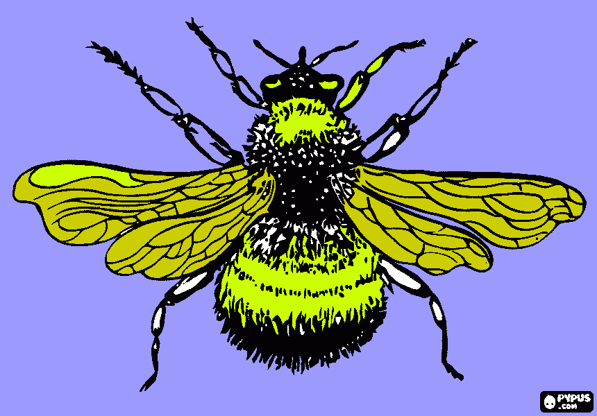 για ζωγραφικήmelissa