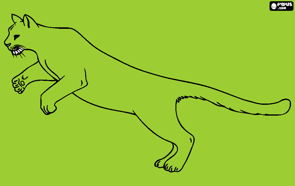 για ζωγραφικήΠΟΥΜΑ